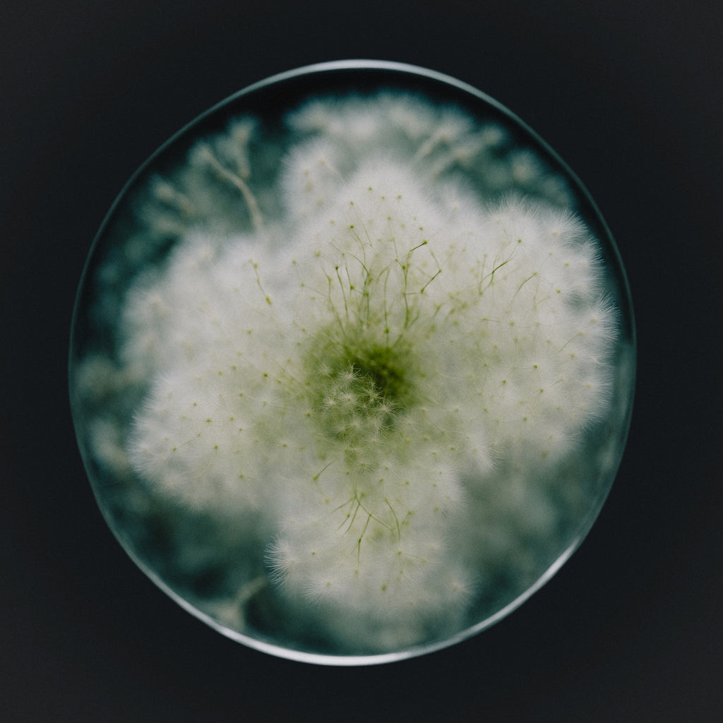 OUR INGREDIENT ASPIRATION